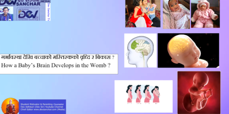 How a Baby’s Brain Develops in the Womb ?